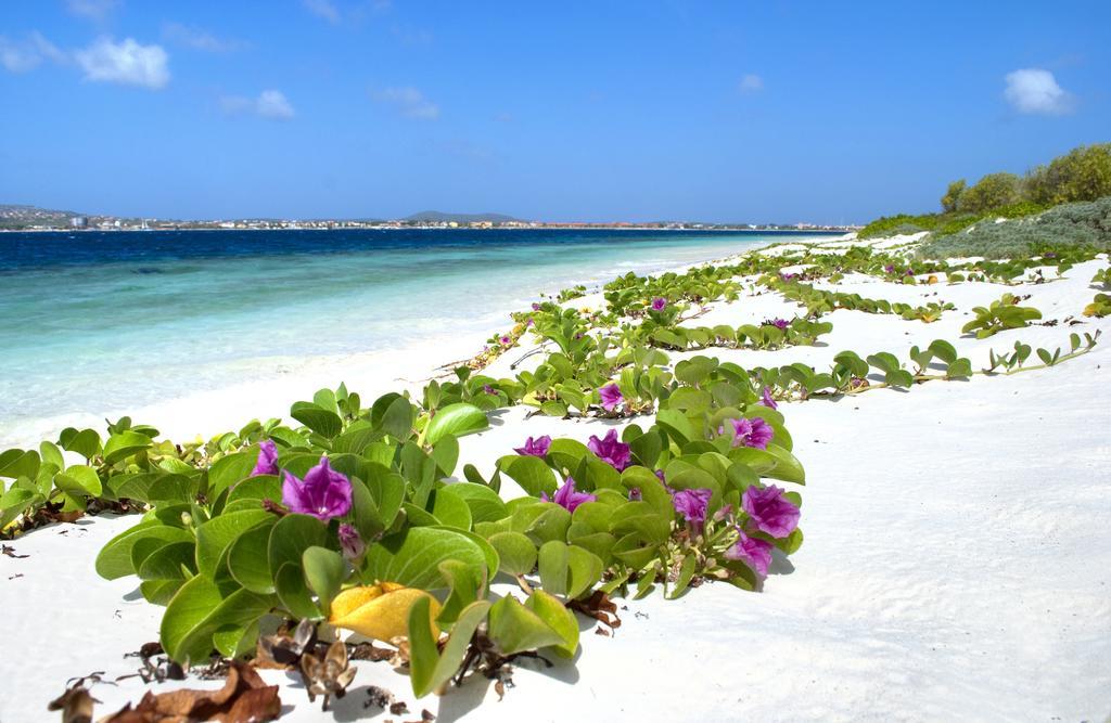 City Inn Bonaire Eksteriør bilde